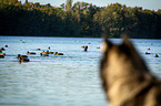 Siberian Husky watches ducks