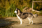 standing Siberian Husky