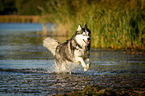 running Siberian Husky