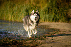 running Siberian Husky