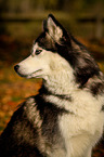 Siberian Husky Portrait