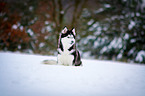 sitting Siberian Husky