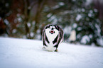 running Siberian Husky
