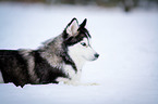 lying Siberian Husky