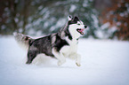 running Siberian Husky