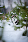 standing Siberian Husky