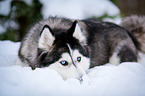 lying Siberian Husky