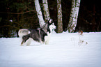standing Siberian Husky