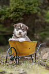 Husky Puppy wheelbarrow