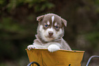 Husky Puppy wheelbarrow