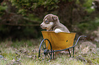 Husky Puppy wheelbarrow