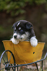 Husky Puppy wheelbarrow