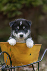 Husky Puppy wheelbarrow