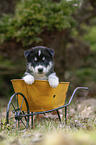 Husky Puppy wheelbarrow