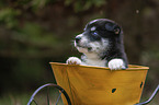 Husky Puppy wheelbarrow