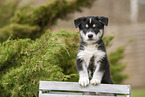 standing Husky Puppy