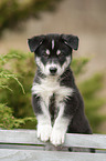 standing Husky Puppy