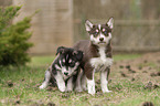 two Husky puppies