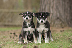 two Husky puppies