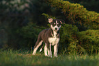 standing Husky Puppy