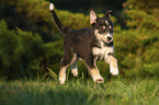 running Husky Puppy