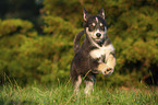 running Husky Puppy