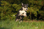 running Husky Puppy