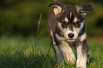 running Husky Puppy