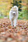 walking Siberian Husky