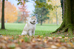 sitting Siberian Husky
