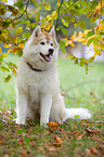 sitting Siberian Husky