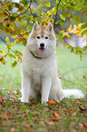 sitting Siberian Husky