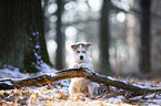 sitting Siberian Husky puppy
