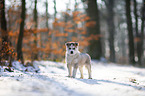 standing siberian husky puppy