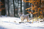 running Siberian Husky puppy