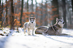 Siberian Huskies