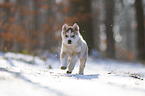 running Siberian Husky puppy