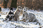 Siberian Huskies