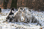 Siberian Huskies