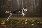 running Siberian Husky