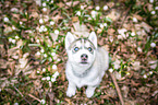 Siberian Husky puppy