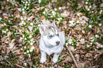 Siberian Husky puppy