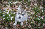 Siberian Husky puppy