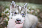 Siberian Husky puppy