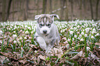Siberian Husky puppy
