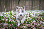 Siberian Husky puppy
