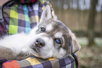 Siberian Husky puppy