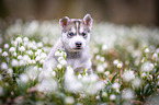 Siberian Husky puppy