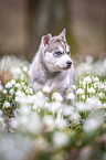Siberian Husky puppy