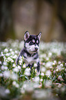 Siberian Husky puppy